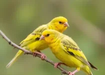 canários resgatados