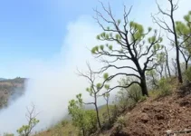 prevenção de queimadas em Santarém