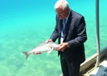 aquicultura em Santarém